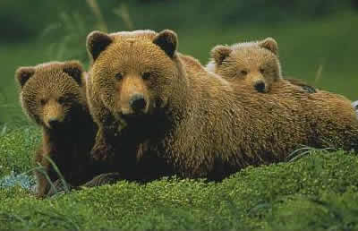 animales en alaska animales en alaska
