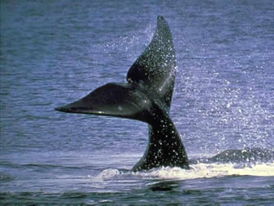 temporada de ballenas
