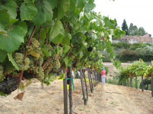 vinos españoles